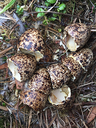 Ptarmigan eggs. 