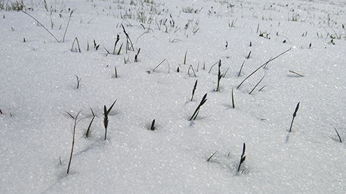 Snow on the tundra