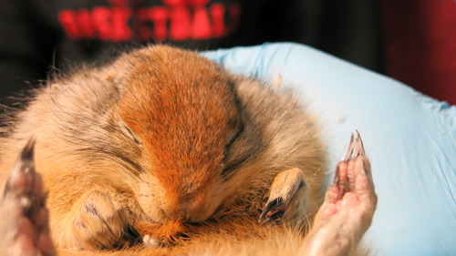 Arctic Ground Squirrel face