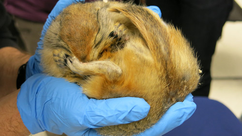 Arctic Ground Squirrel 