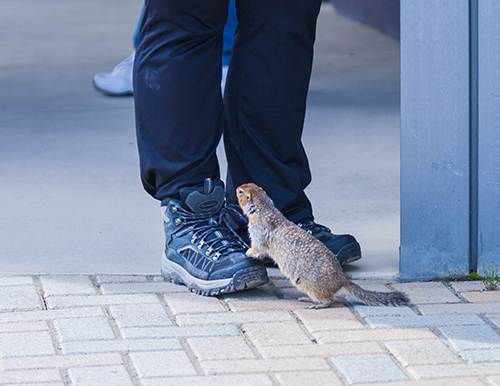 Squirrel on my shoe!