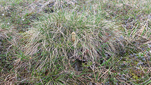 Nests in the tussocks