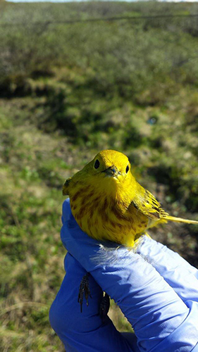 Yellow Warbler