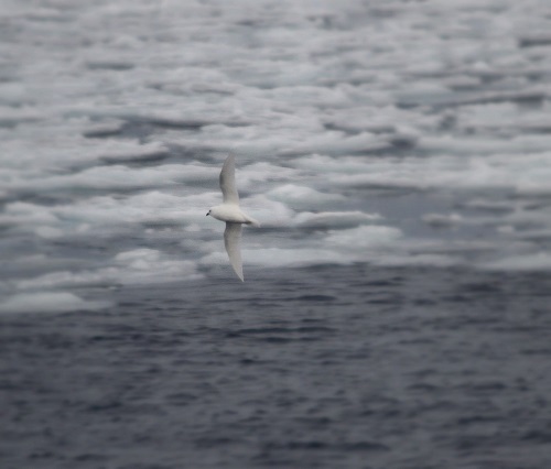 Snowy petrel