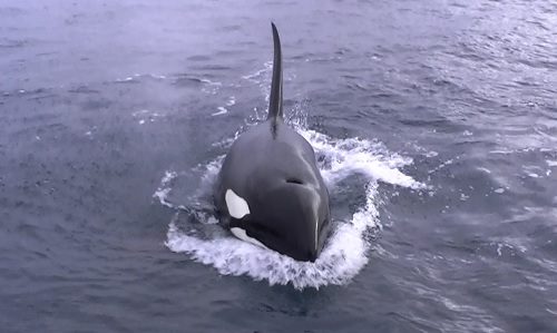 Orca