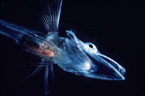 Icefish