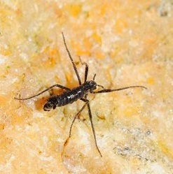 Antarctic midge