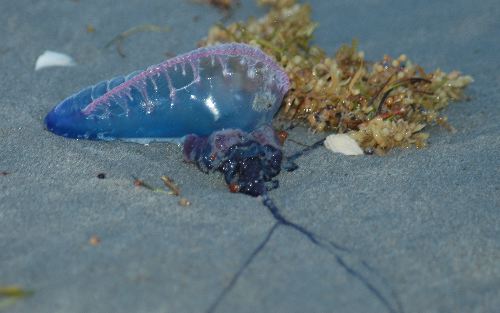  Portuguese Man O' War (Physalia physalis)