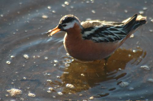 Red Phalarope  Phalaropus fulicaria