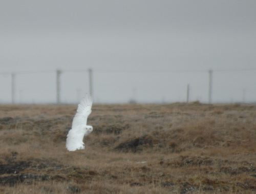 Snowy Owl Nyctea scandiaca