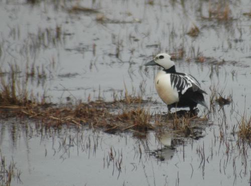  Steller's Eider         Polysticta stelleri