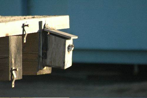 Mother Snow Bunting in Nest Box