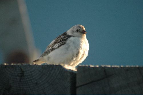 female Snow Bunitng  Plectorphenax nivalis