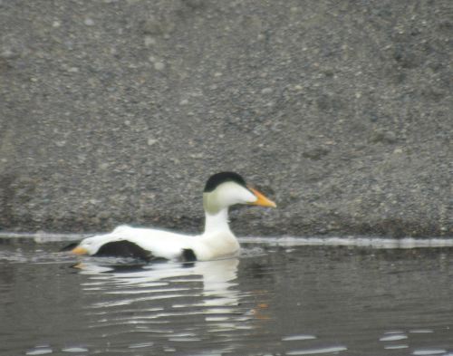 Common Eider        Somateria mollissima