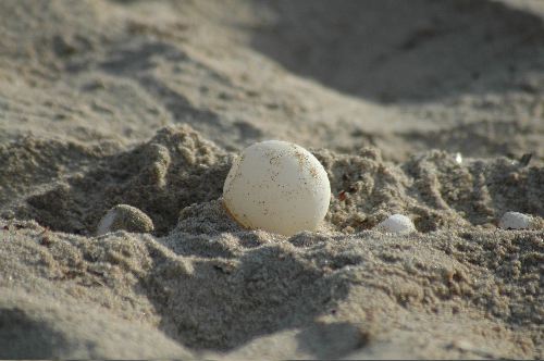 Leatherback Sea Turtle EggDermochelys coriace