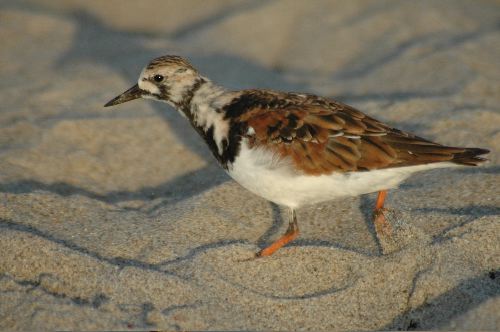 Ruddy Turnstone         Arenaria interpres