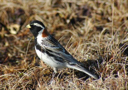 Longspur  Calcarius lapponicus  Male