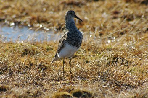 Pectoral Sandpiper Calidris melanotos