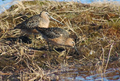 Long-billed Dowitcher   Limnodromus scolopaceus