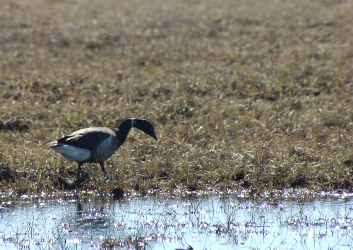 Brant Goose Branta bernicla