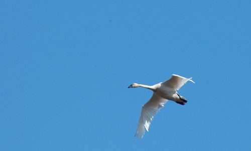 Tundra Swans Cygnus columbianus in Flight