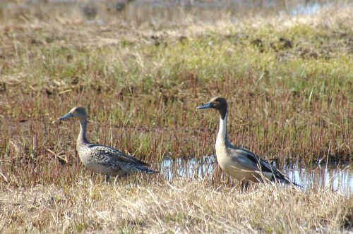 Northern Pintail        Anas acuta