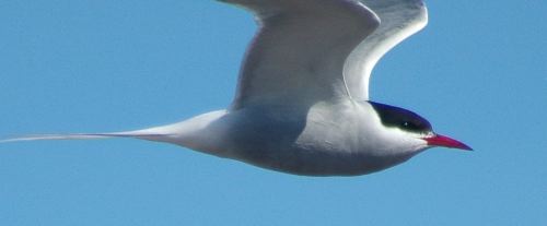 Arctic Tern Sterna paradisaea