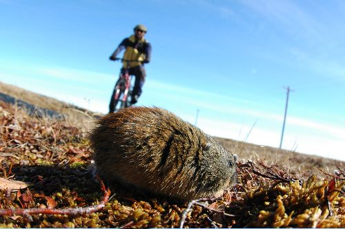 Attack Lemming