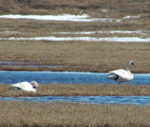 Tundra Swans Cygnus columbianus