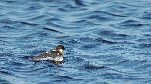 Red-Necked Phalarope, Phalaropus lobatus