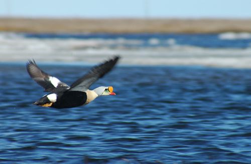 King Eider              Somateria specabillis