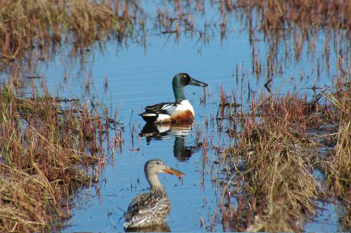 Northern Shoveler     Anas clypeata