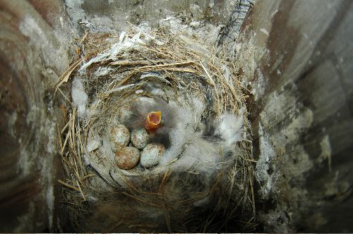 The First Snow Bunting Hatched