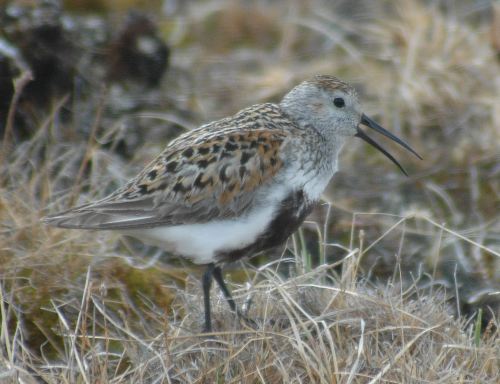 Dunlin  Calidris alpina