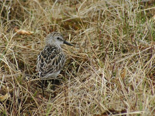 Baby Dunlin Calidris alpina