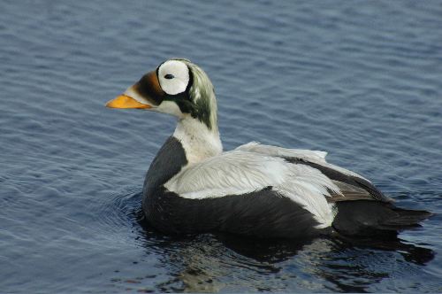 Spectacled Eider  Somateria fischeri