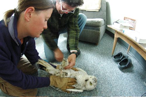 Tagging the Snowy Owl