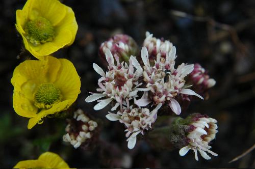 Buttercup and Coltsfoot