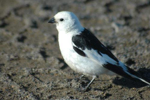 Snow Bunting Male    Plectrophenax nivalis