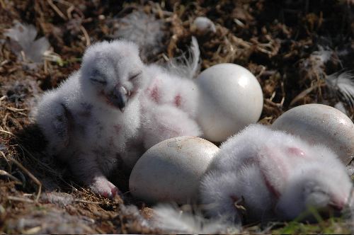 Owlets