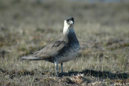 Pomarine Jaeger  Stercorarius pomarinus