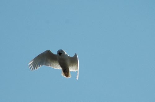 Male Snowy Owl Talking