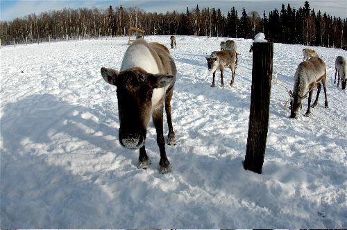 Caribou says 