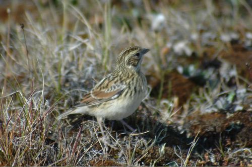 Savannah sparrow Passerculus sandwichensis