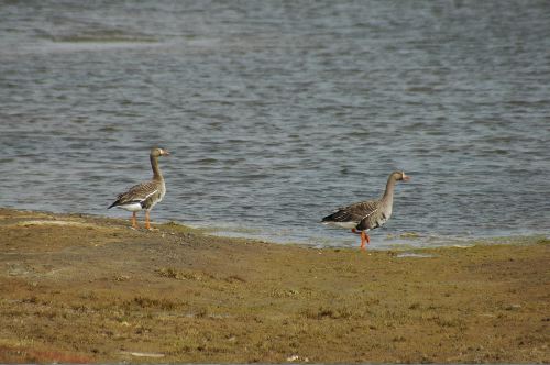 Greater White-fronted Goose Anser albifrons