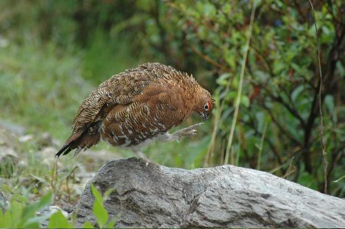 Willow Ptarmigan       Lagopus lagopus