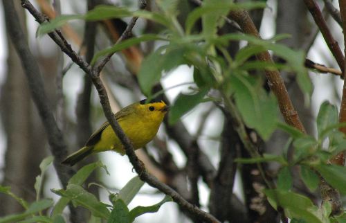 Wilson's Warbler        (Wilsonia pusilla)