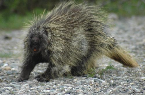 Porcupine (Erethizon dorsatum) Face