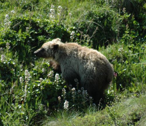 Grizzly Bear (Ursus arctos horribilis)