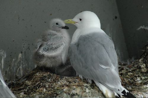 Black-legged Kittiwake      (Rissa tridactyla)